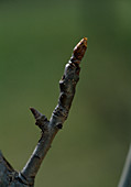 Fruiting wood on pear