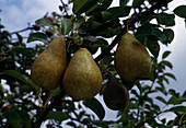 pear