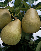 pear