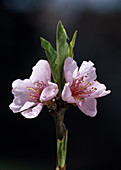 Peach blossom