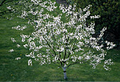 Sour cherry tree in blossom