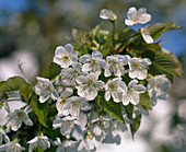 Sweet cherry tree