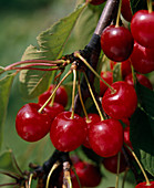 Sweet cherry