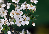 Plum blossom