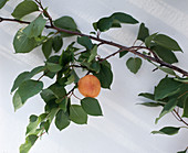 Aprikose an der Hauswand