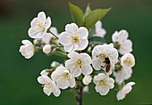 Flowers of Prunus (sour cherry)