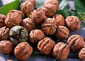 Juglans regia (Walnut fruits)