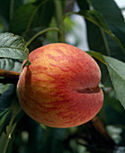 Peach 'Grosse Mignonne'