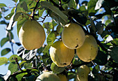 Pear quince 'Bereczki'