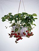 Strawberry flower basket as a cut out