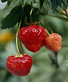 Reife und unreife Erdbeeren (Fragaria)