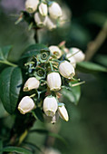 Blueberry blossom