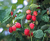 Raspberry 'Glen Clova'