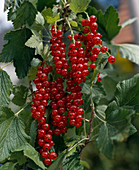 currant