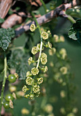 Currant blossom