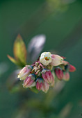 Blueberry blossom