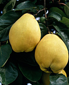 Pear quince