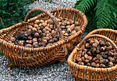 Two baskets with Juglans (walnuts)