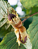 Lerchensporn (Corylus avellana)