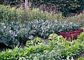 Gemüsegarten mit Erbsen, Blumenkohl und Salat