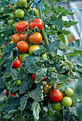 Tomato 'Kyndia'