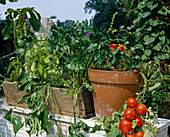 Gemüse auf Balkon