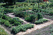 Vegetable garden with herbs