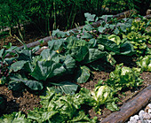 Vegetables in mixed culture