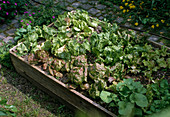 Raised bed with various salads