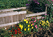 Compost place with Dahlia variabilis