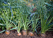 Carrots in the bed