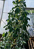 Floppy cucumbers in the greenhouse