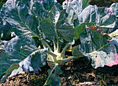 Kohlrabi 'Superschmelz'