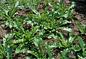 Taraxacum officinale 'Sperling Lyonel' (Kulturlöwenzah)