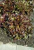 Red oakleaf lettuce