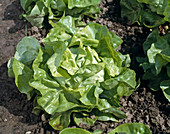 Lettuce 'Soraya'