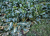 Brassica chinensis 'Pak Choi' (Chinese mustard cabbage)