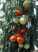 Tomate 'Master f1-Hybride'