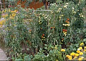 Tomatoes in a bed