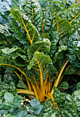 Swiss chard 'Bright Lights'