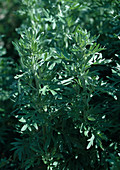 Artemisia wormwood