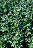 Wormwood Artemisia