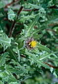 Benedict herb (Cnicus benedictus, Centaurea benedicta)