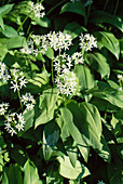 Blühender Bärlauch (Allium ursinum) im Garten