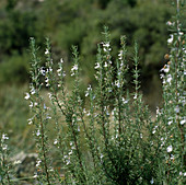 Blühender Rosmarin (Rosmarinus officinalis)