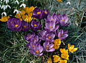 Crocus in spring