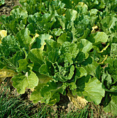 Chinese cabbage (Brassica rapa subsp. pekinensis)