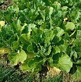 Chinakohl (Brassica rapa subsp. pekinensis)