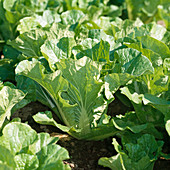 Chinese cabbage (Brassica rapa subsp. Pekinensis)