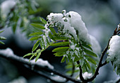 Frische Triebe von Fraxinus excelsior (Esche) unter Schnee